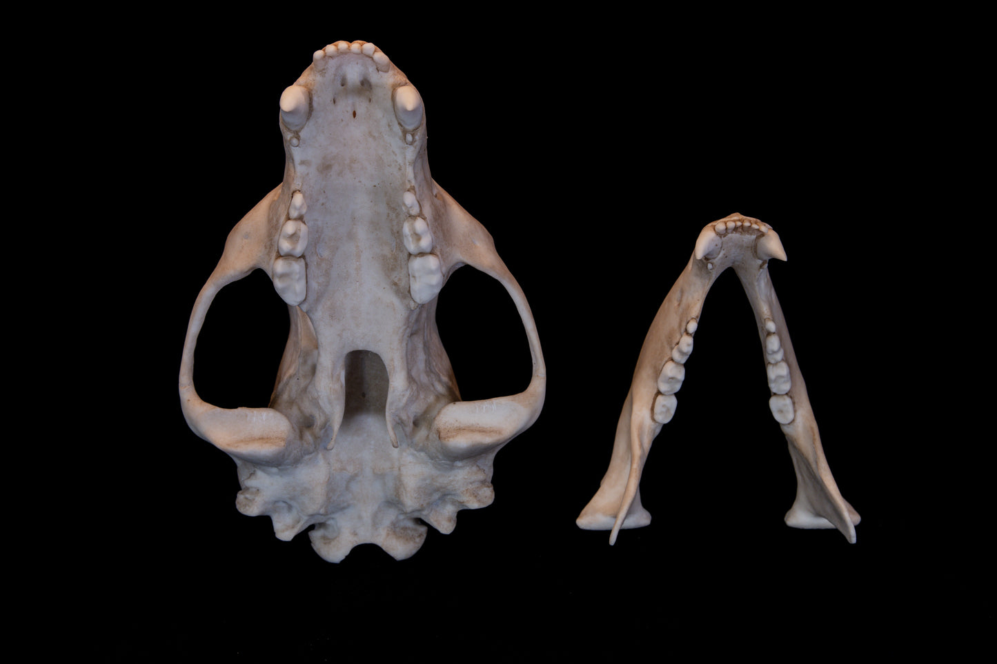 Black Bear Skull Replica – Life-Sized Display Piece