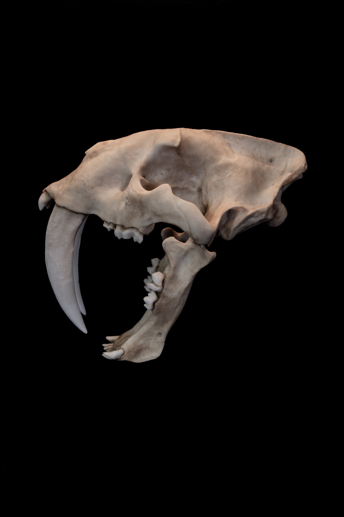 Sabertooth Cat Skull Replica (Natural Stain) with Display Base – Large Full-Sized