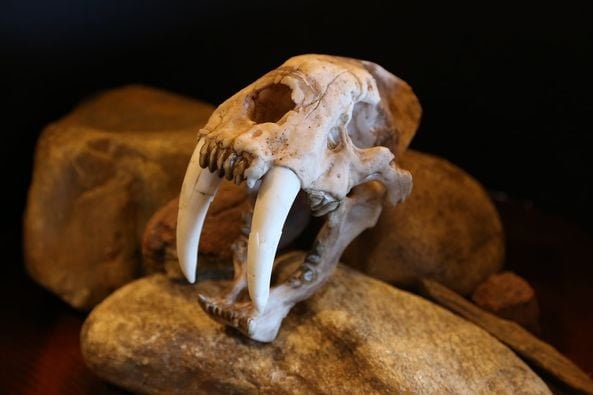 Saber-Toothed Tiger Skull Replica – Smilodon Display Piece