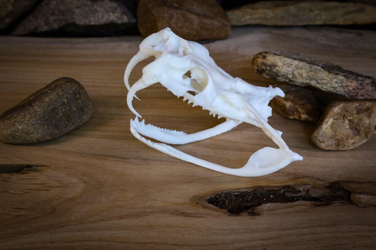 Gaboon Viper Skull - Replica - High Quality Piece - FREE delivery world wide!