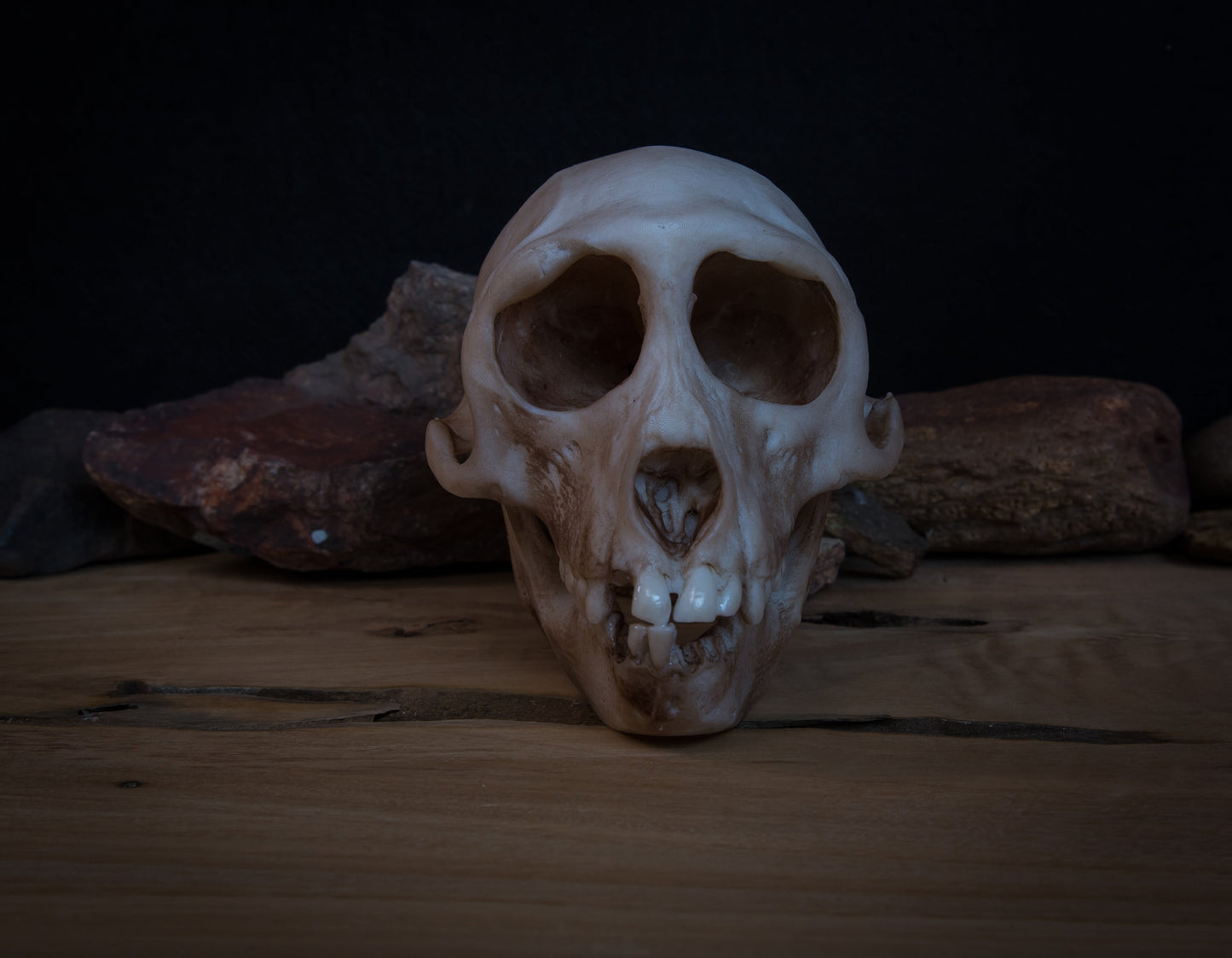 Rhesus Monkey Skull Replica – Life-Sized Display Piece