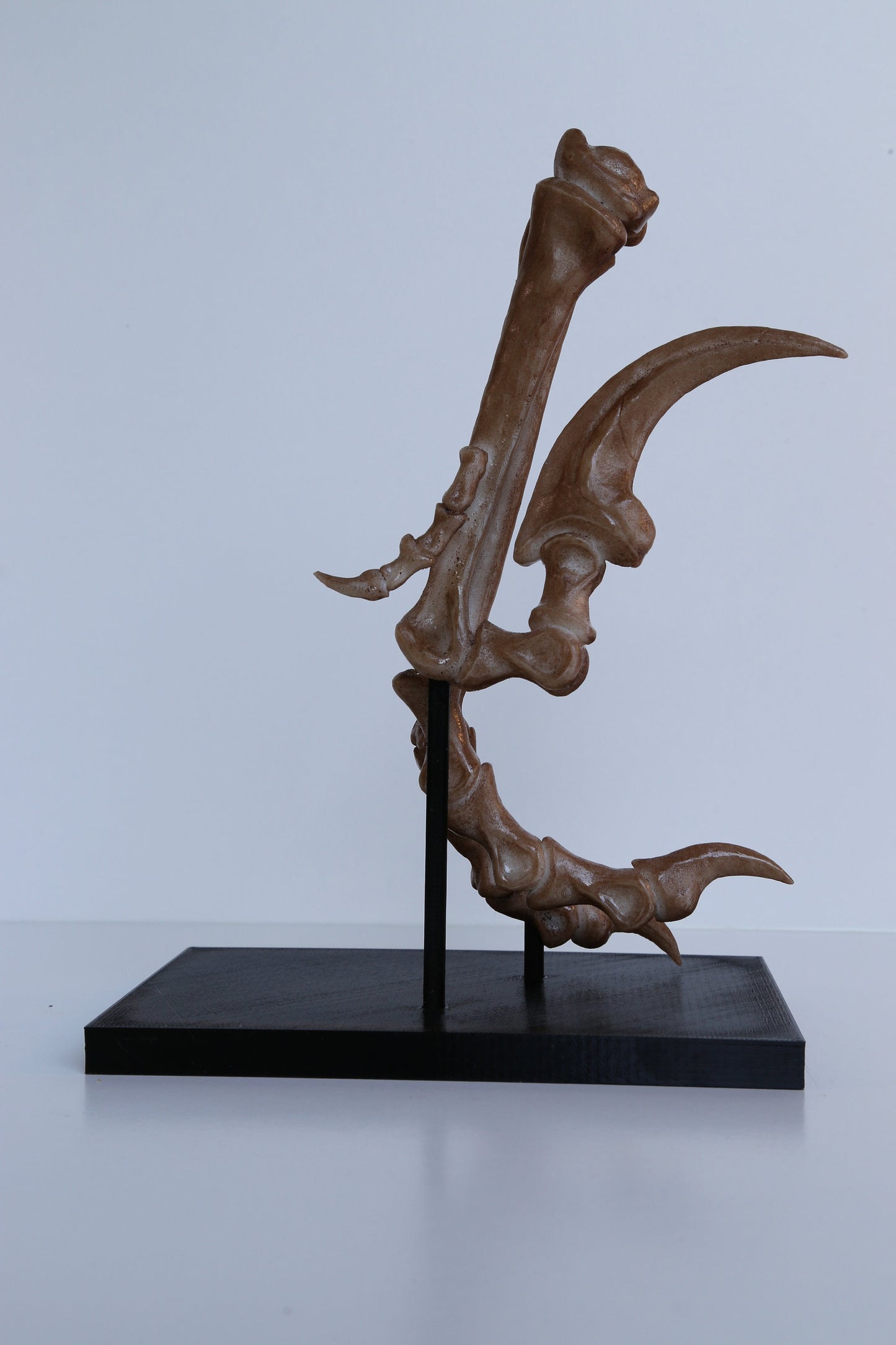 Velociraptor foot and stand - Life Sized Replica including display base - High Quality Piece - FREE delivery world wide!