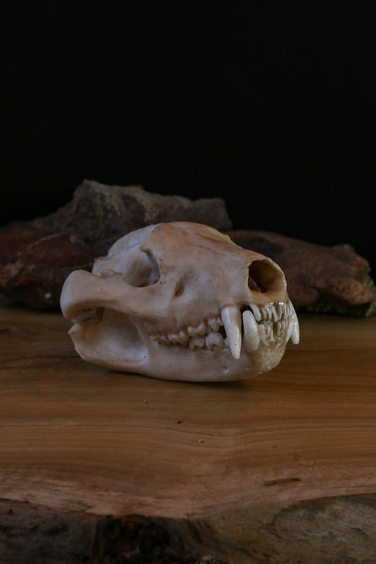Tasmanian Devil life sized Skull - Replica - High Quality - FREE delivery world wide!