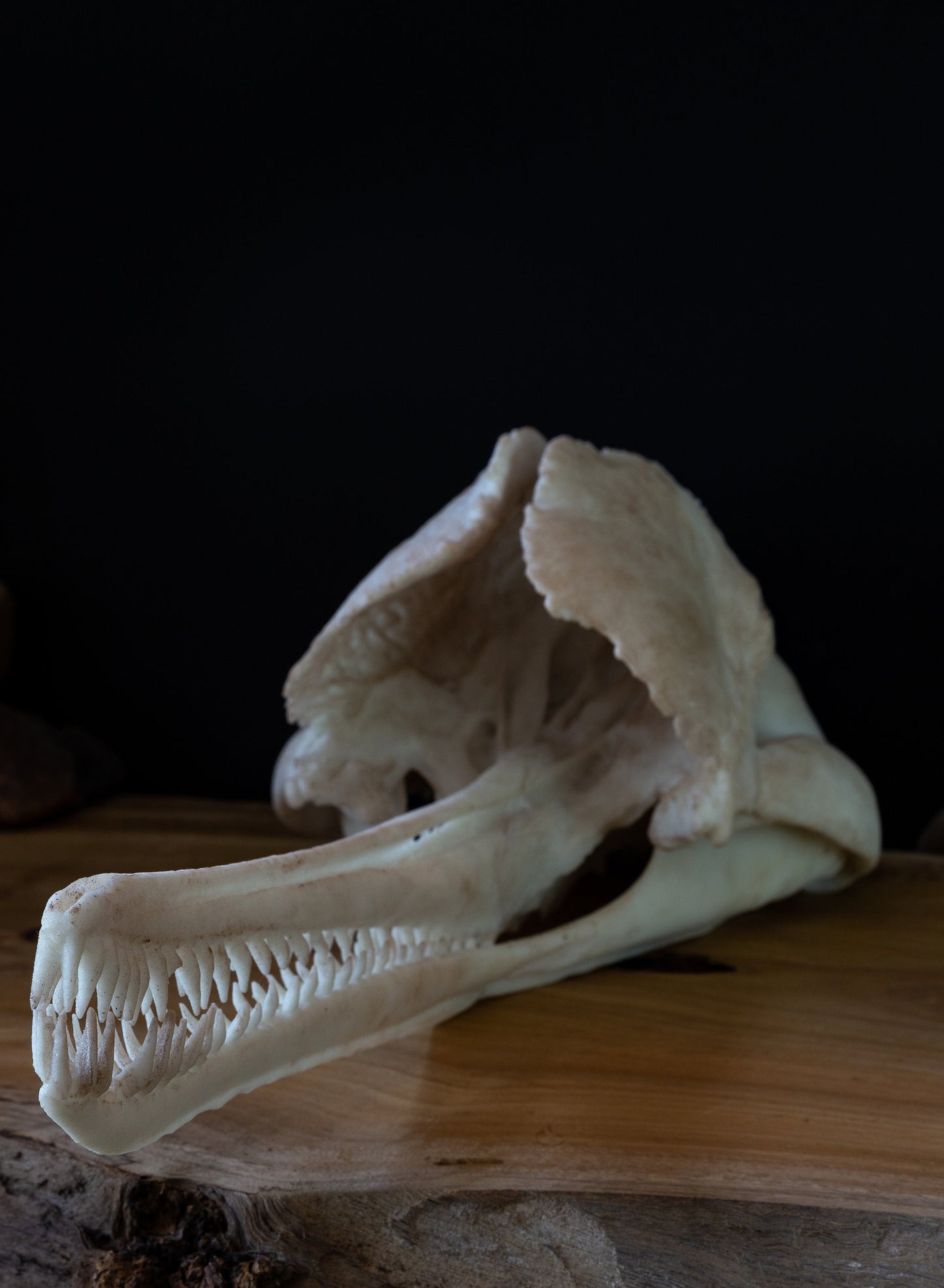 Ganges River Dolphin Skull Replica – Life-Sized Display Piece