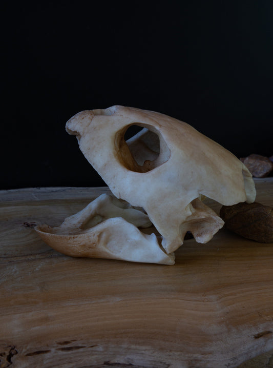 Turtle skull - loggerhead sea turtle -Replica - High Quality Piece - FREE world wide shipping!