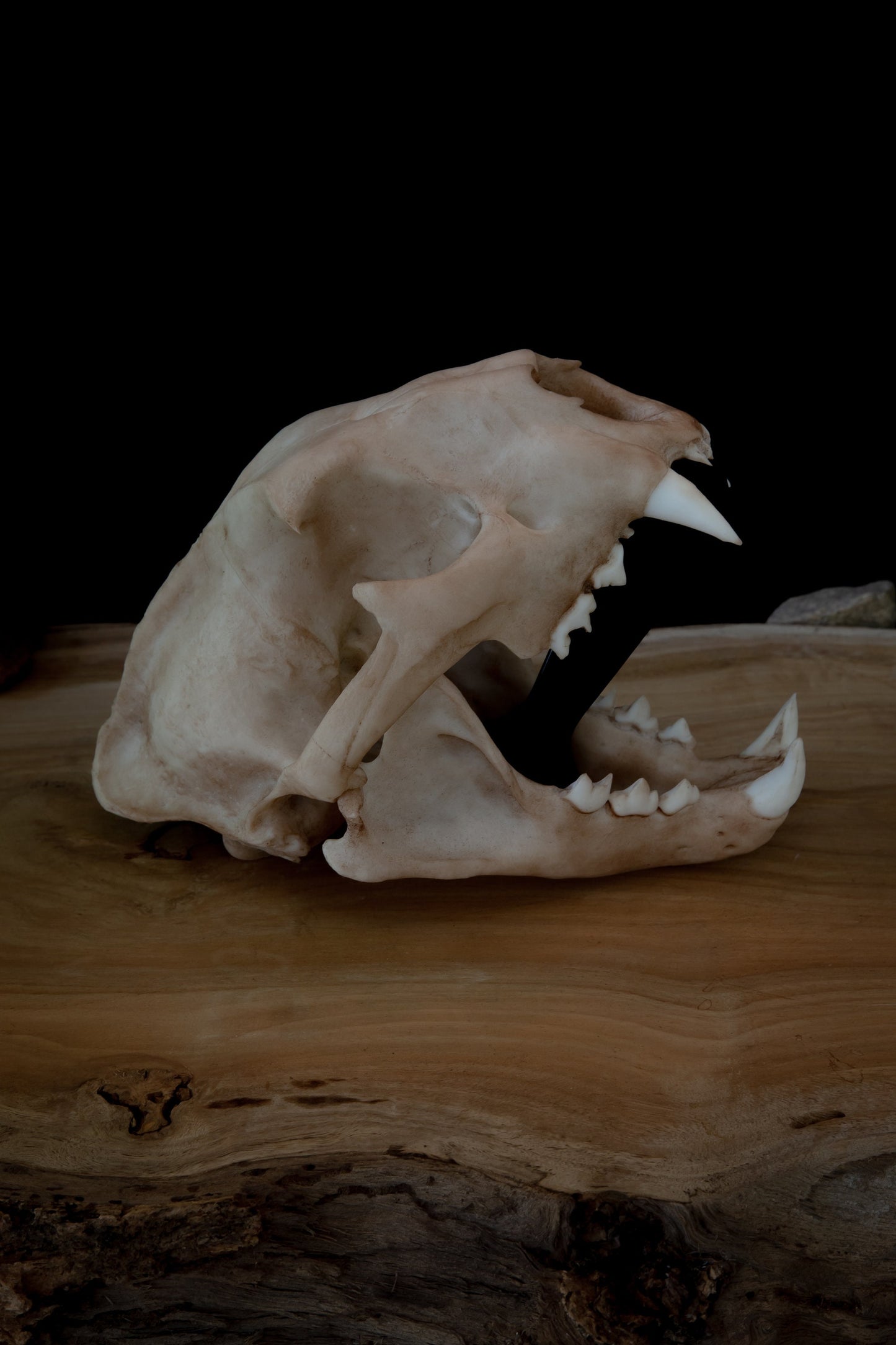 Cougar Skull Replica – Life-Sized Display Piece