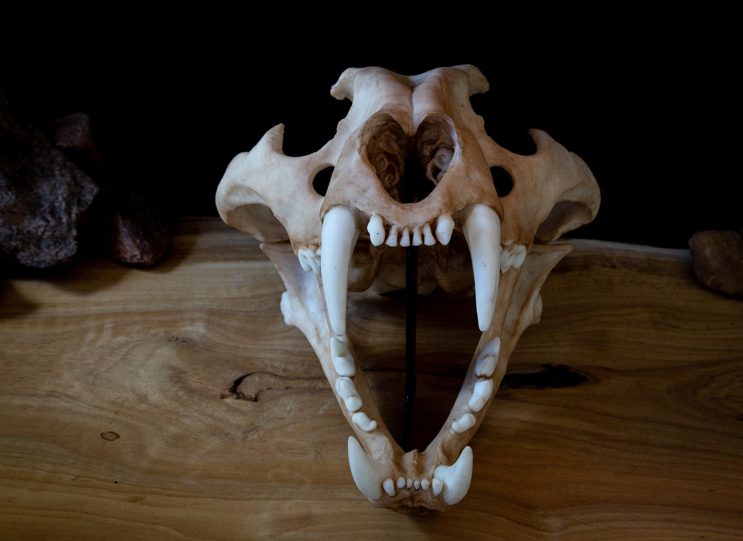 Tiger Skull Replica - Large Adult - High Quality Piece - FREE delivery world wide!