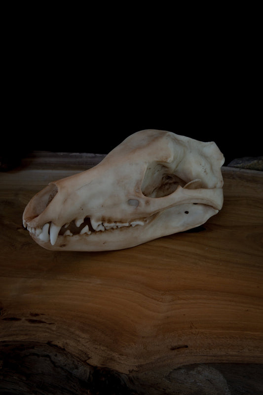 Tasmanian Tiger (thylacine) Skull-Replica - High Quality - FREE delivery world wide!