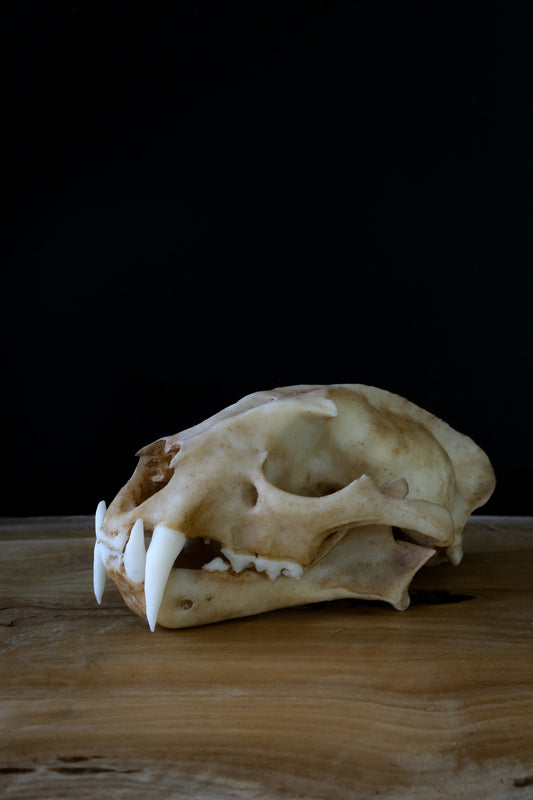 Clouded Leopard skull - life sized Skull - Replica - High Quality Piece - FREE delivery world wide!