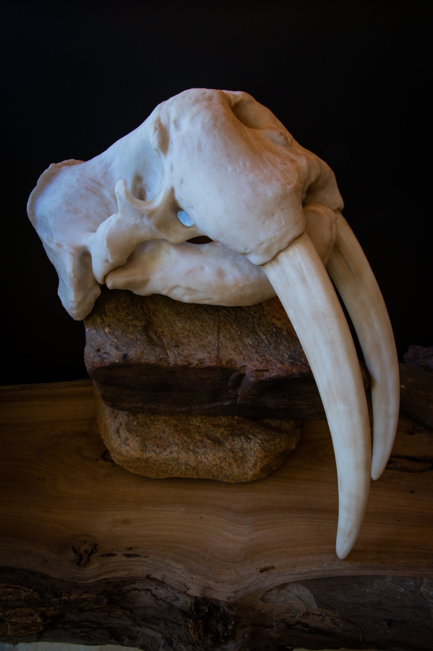 Walrus Skull-LARGE full sized Replica - Including display base - High Quality Piece - FREE delivery world wide!