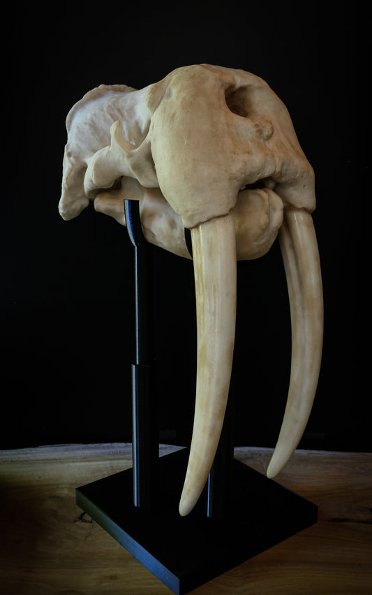 Walrus Skull-LARGE full sized Replica - Including display base - High Quality Piece - FREE delivery world wide!