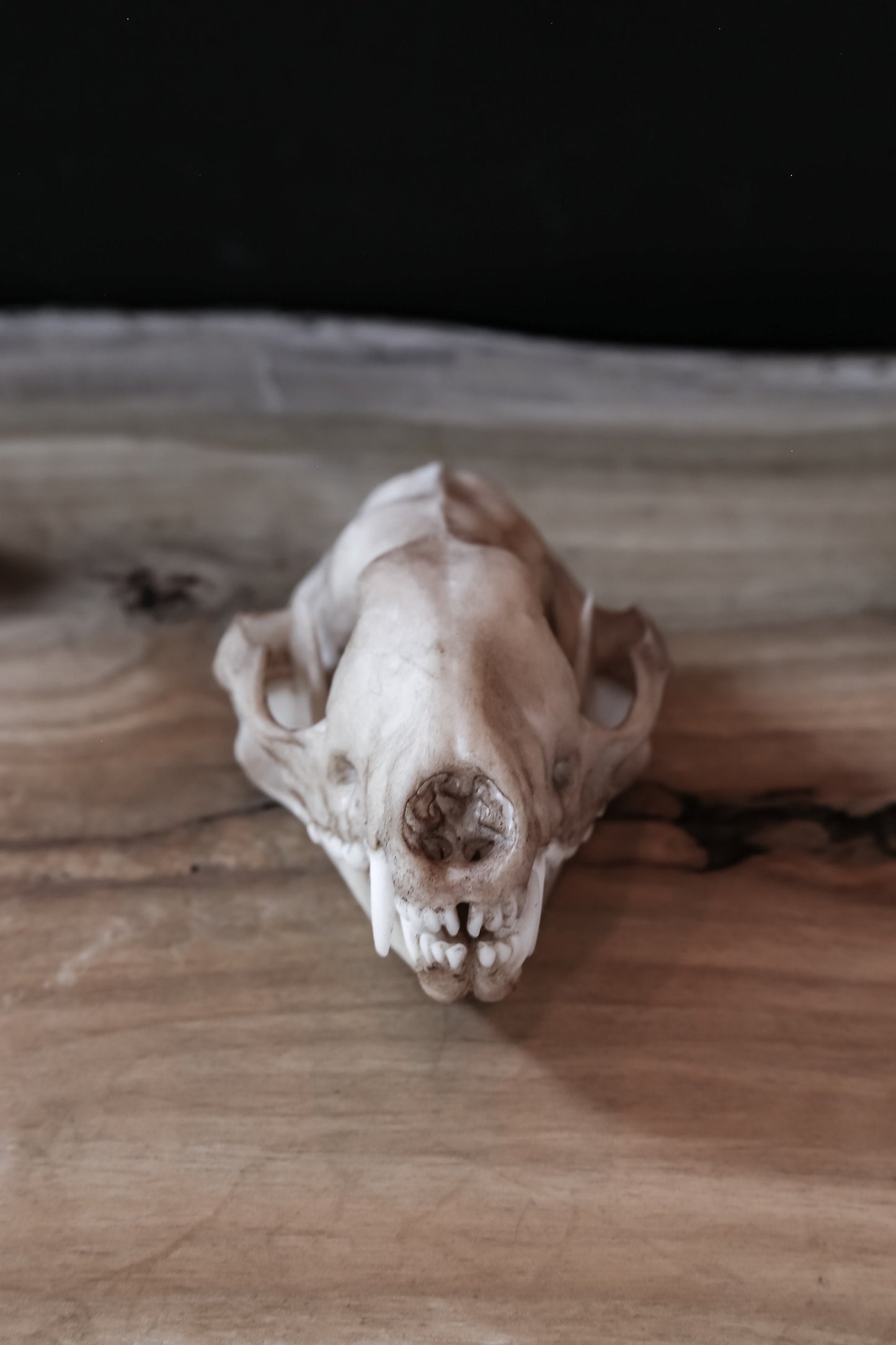 Quoll - Tiger Quoll - Life Sized Skull-Replica - High Quality Piece - FREE delivery world wide!