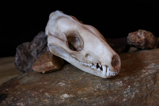 Quoll - Tiger Quoll - Life Sized Skull-Replica - High Quality Piece - FREE delivery world wide!