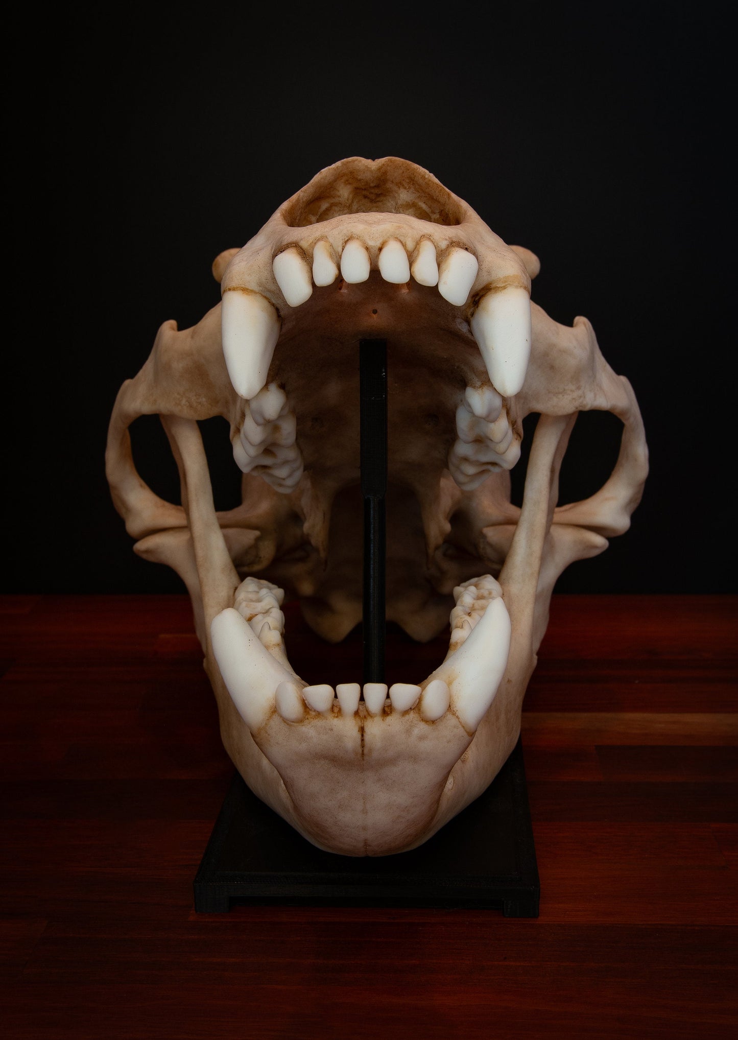 Grizzly Bear Skull Replica – Full-Sized Display Piece