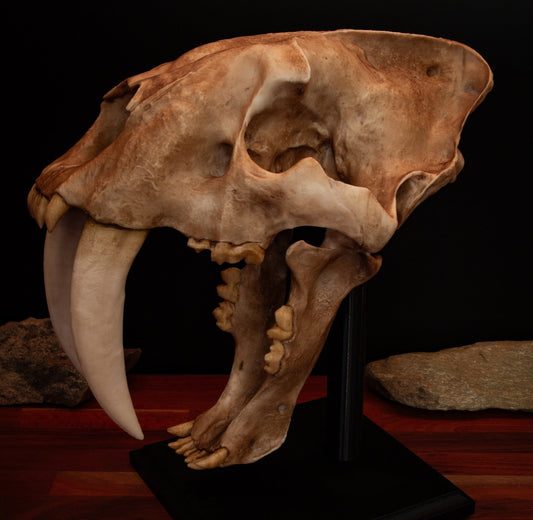 Sabertooth Cat Replica Skull (LARGE Full Sized) including display base - FREE delivery world wide.