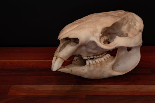 Wombat Skull - Life Sized Replica - High Quality Piece - FREE delivery world wide!