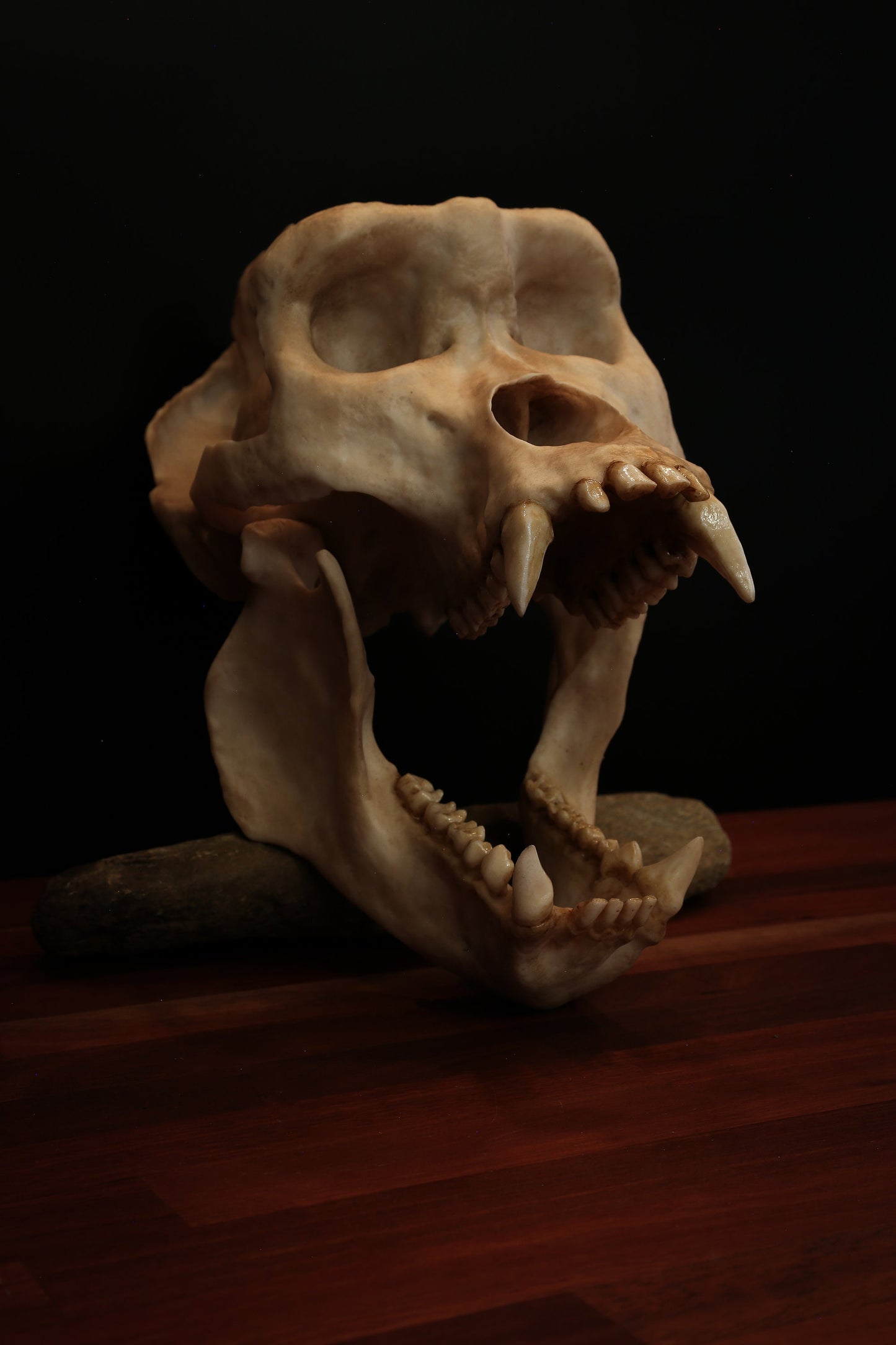Male Gorilla Skull Replica – Large Life-Sized Display Piece