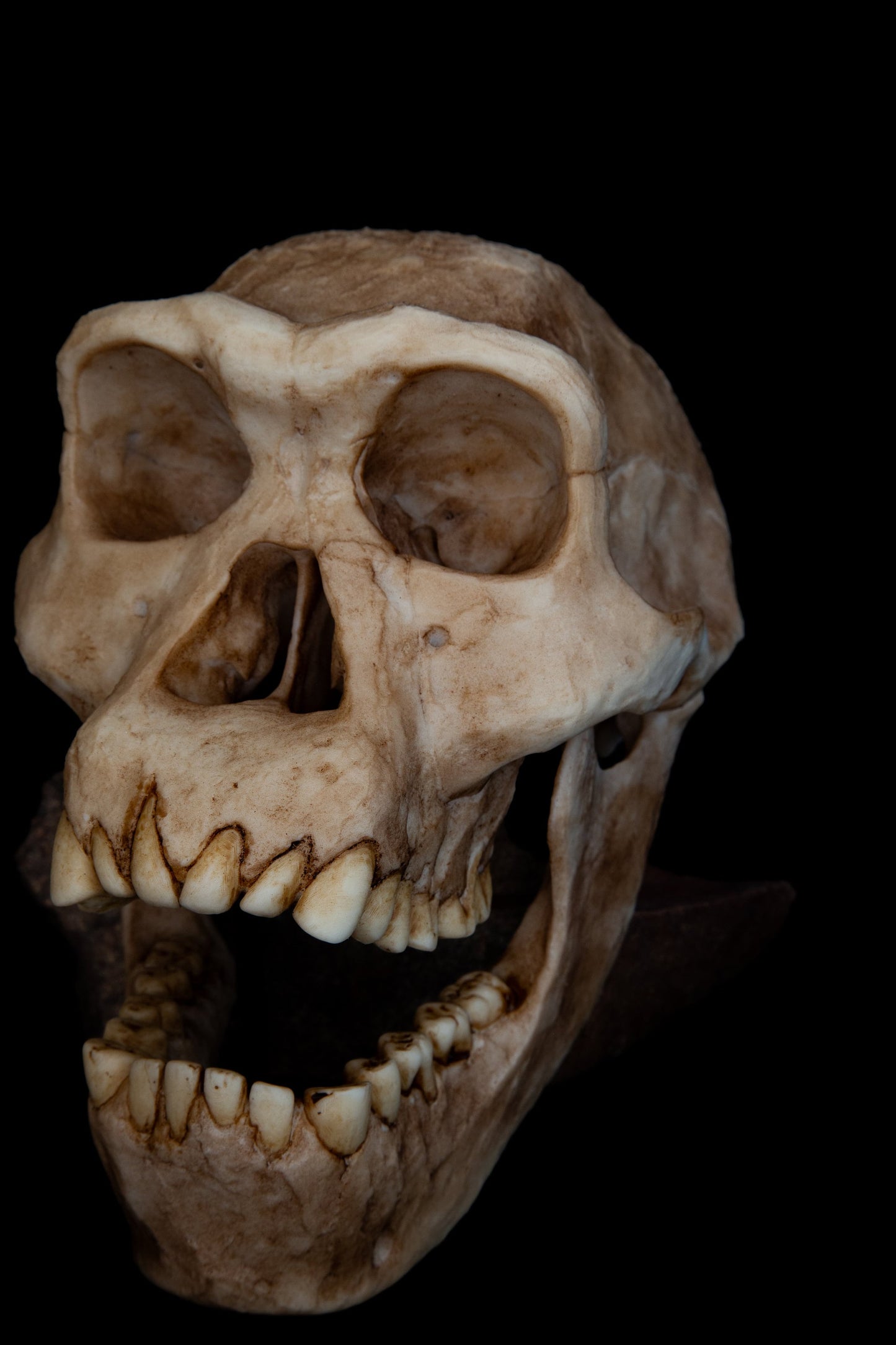 Homo erectus Dmanisi Skull - life sized - super detailed High Quality Piece - FREE shipping.