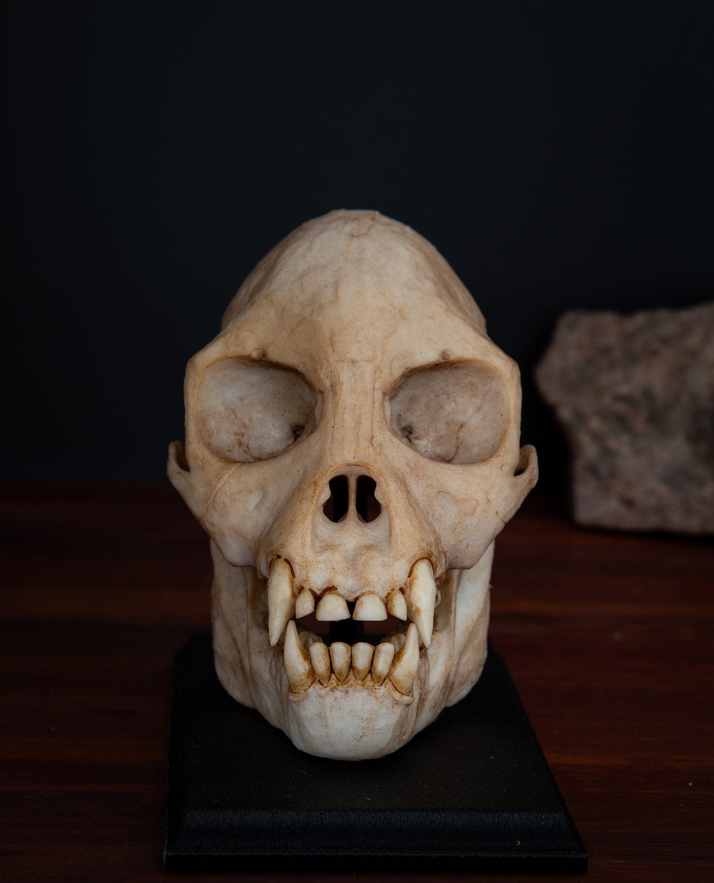 Proconsul africanus Skull - life sized - High Quality Piece - FREE shipping & FREE display base.