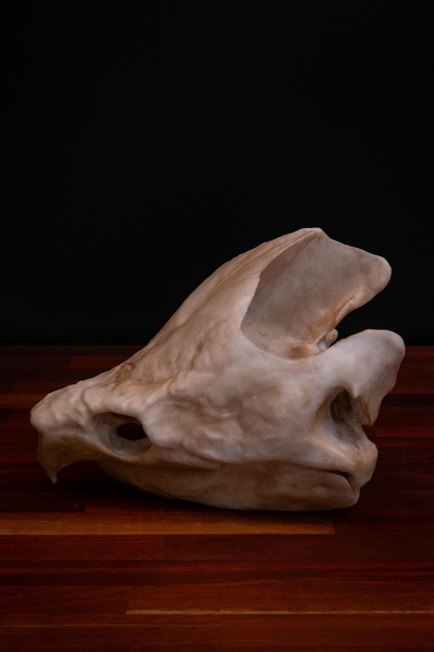 Alligator Snapping Turtle Skull Replica
