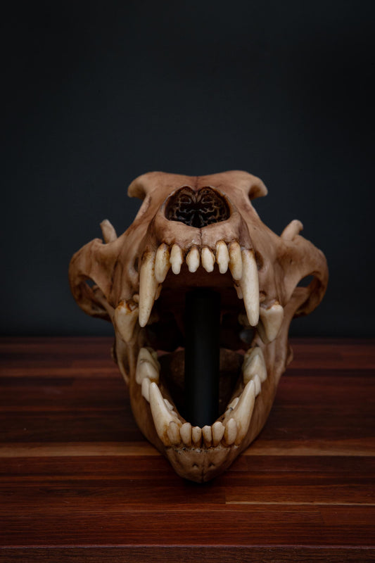 Dire Wolf - Life Sized replica - High Quality Piece - FREE delivery world wide!