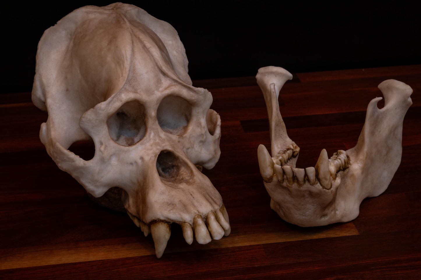 Sumatran Orangutan Skull Replica – Large Life-Sized Display Piece