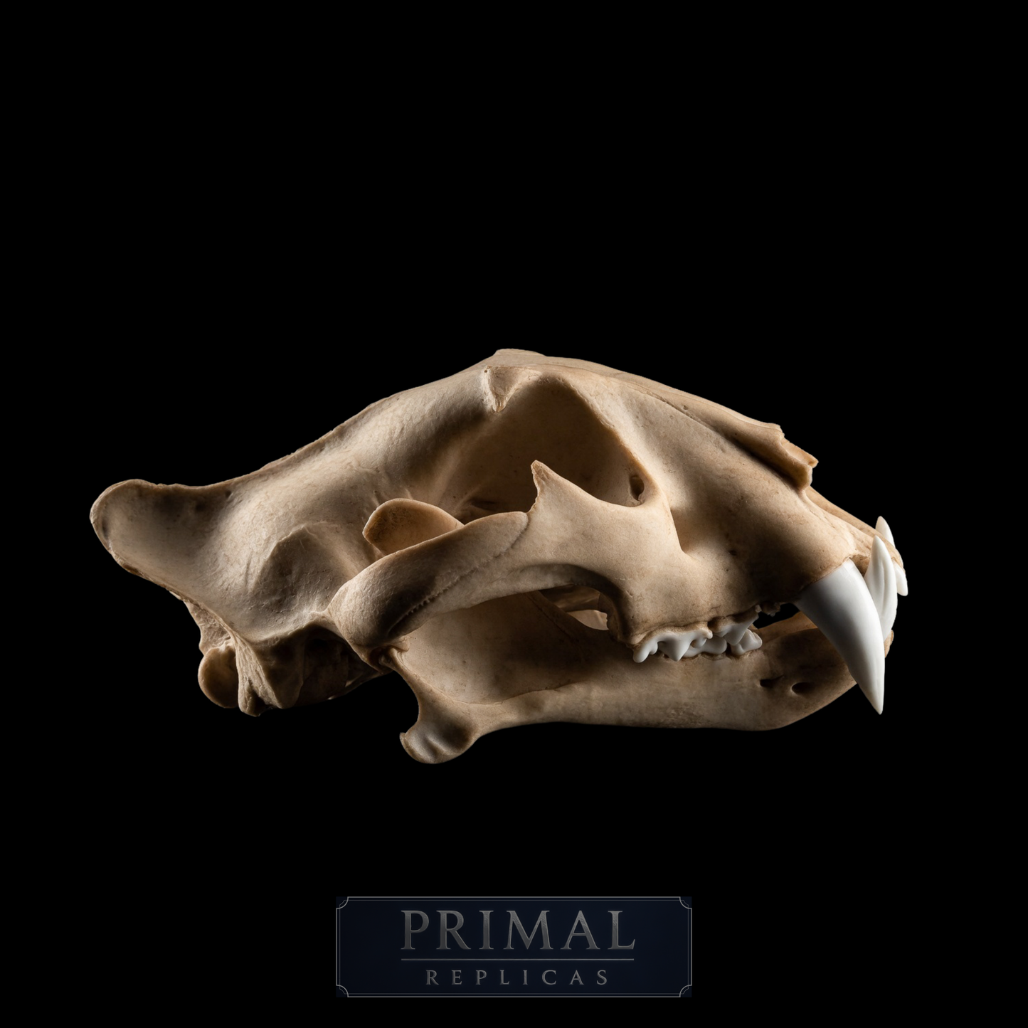 Tiger Skull juvenile Replica – Life-Sized Display Piece