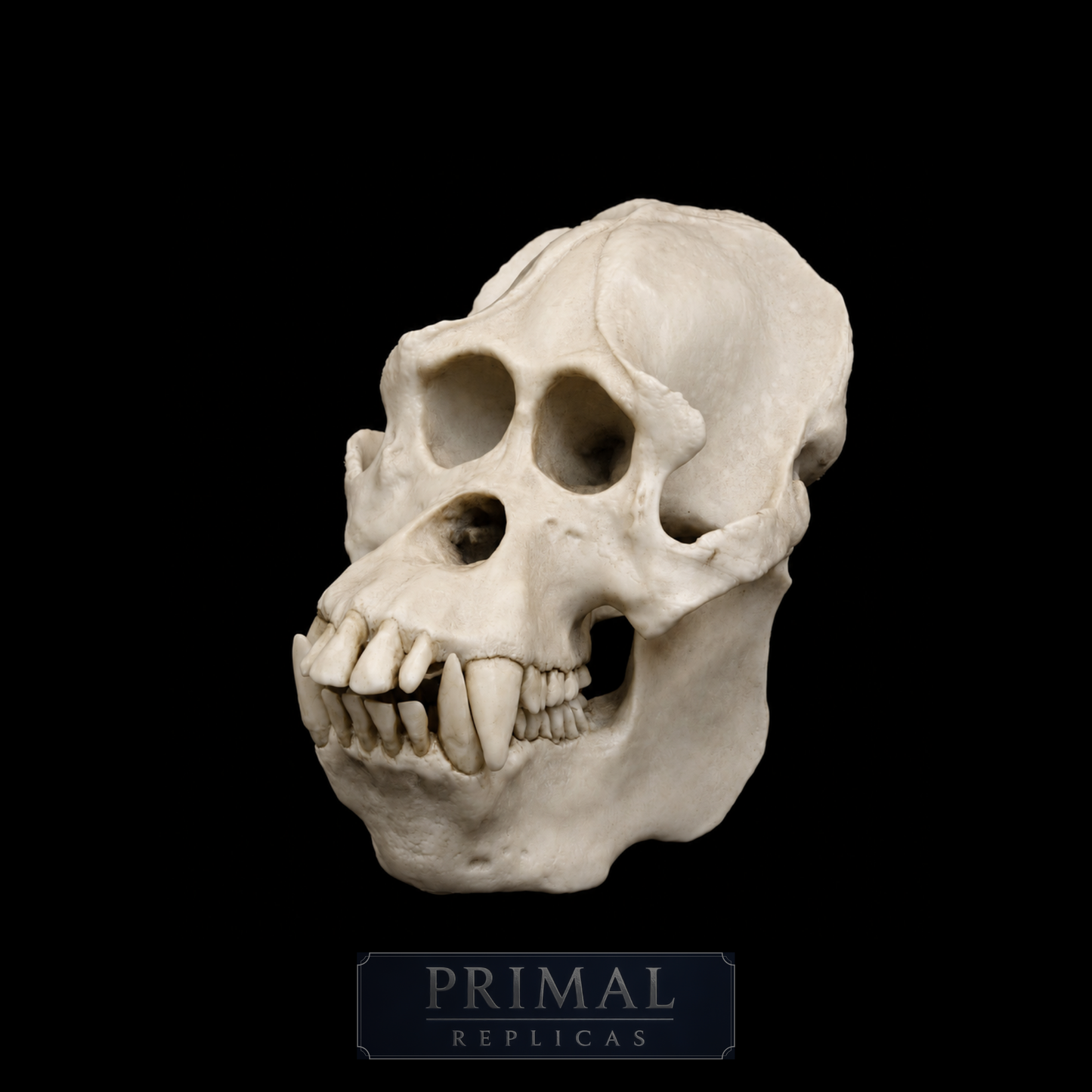 Sumatran Orangutan Skull Replica – Large Life-Sized Display Piece