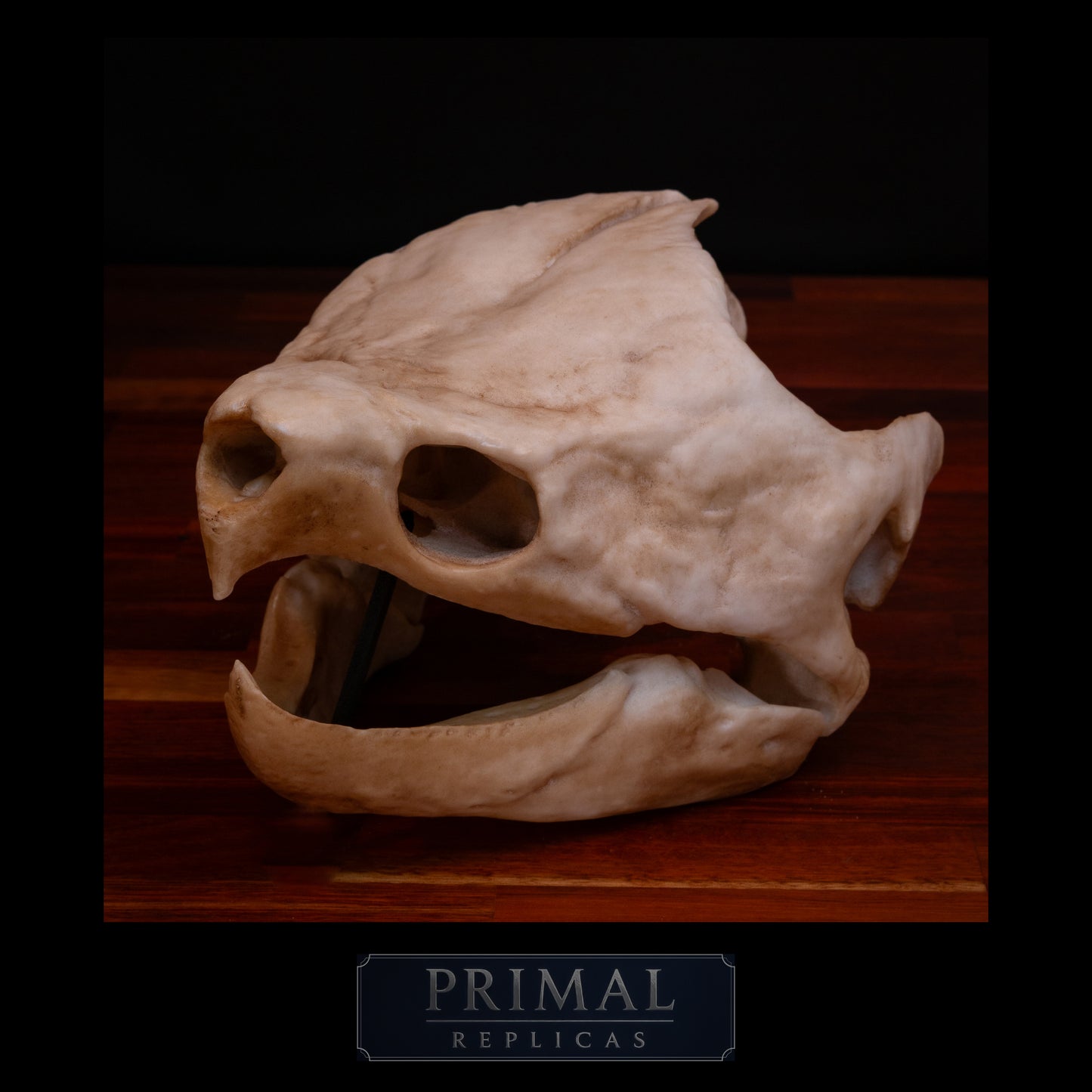 Alligator Snapping Turtle Skull Replica