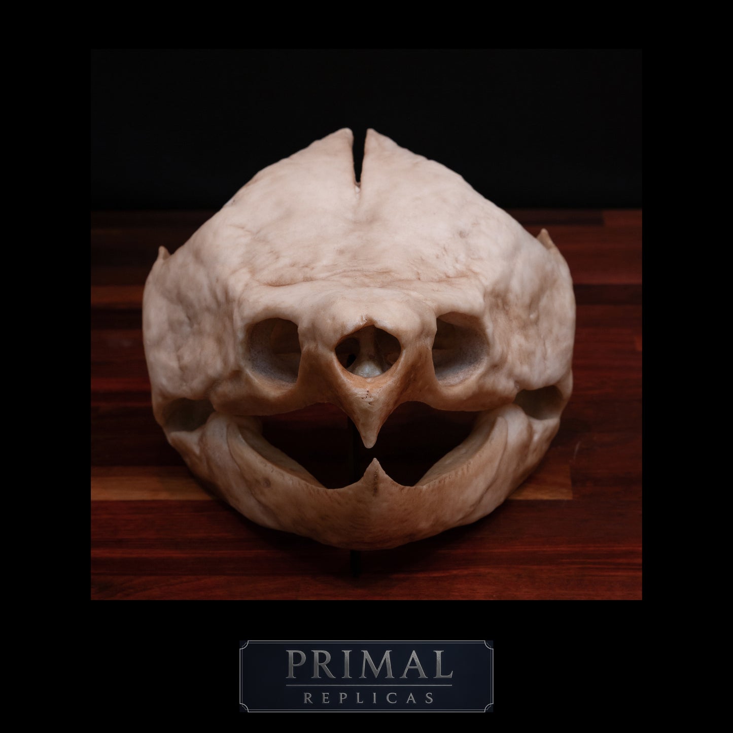 Alligator Snapping Turtle Skull Replica