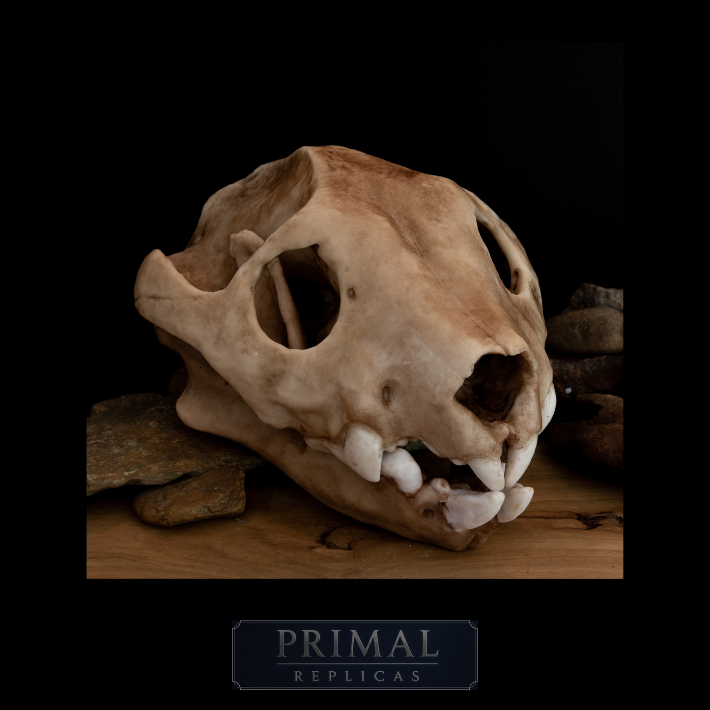 Thylacoleo Skull Replica – Australian Marsupial Lion