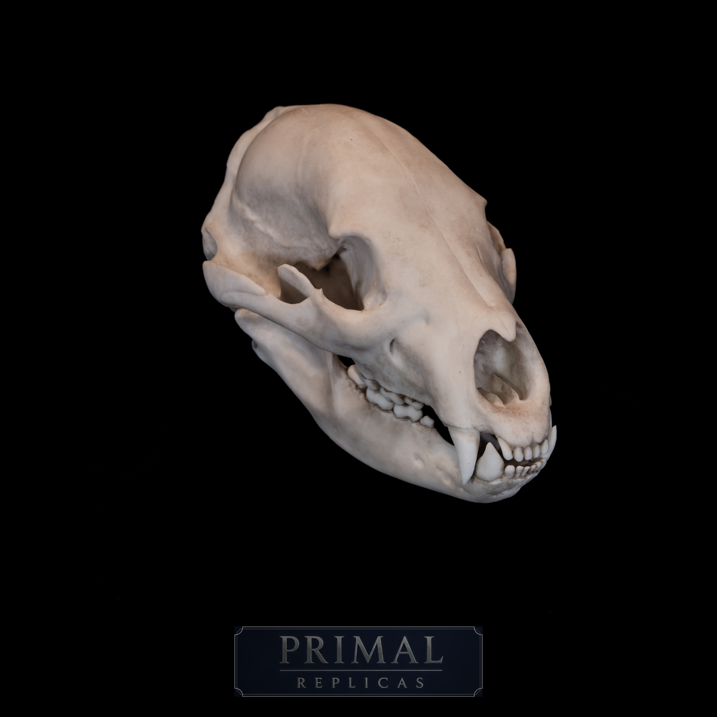 Black Bear Skull Replica – Life-Sized Display Piece