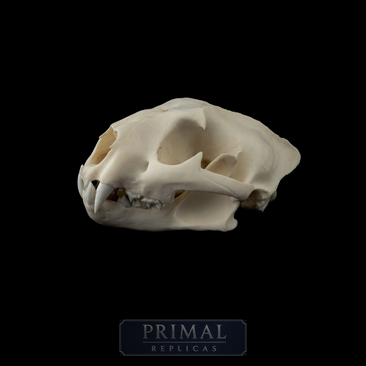 Cougar Skull Replica – Life-Sized Display Piece