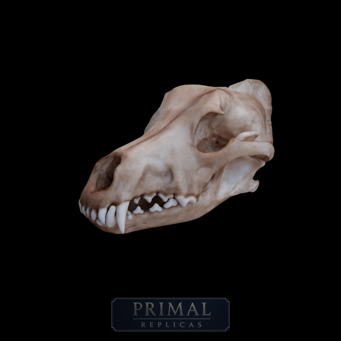 Dingo Skull Replica – Australian Wild Dog Display Piece