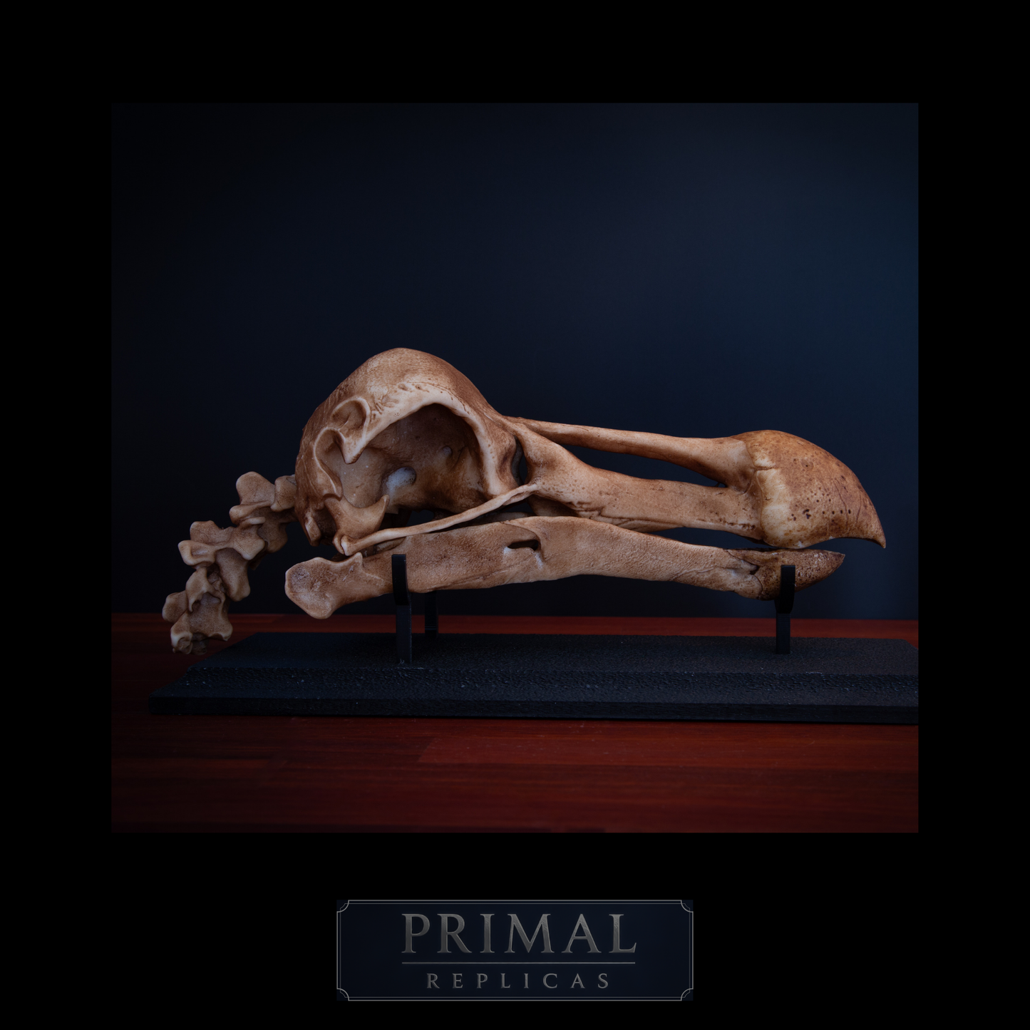 Dodo Skull Replica with Display Base – Full-Sized