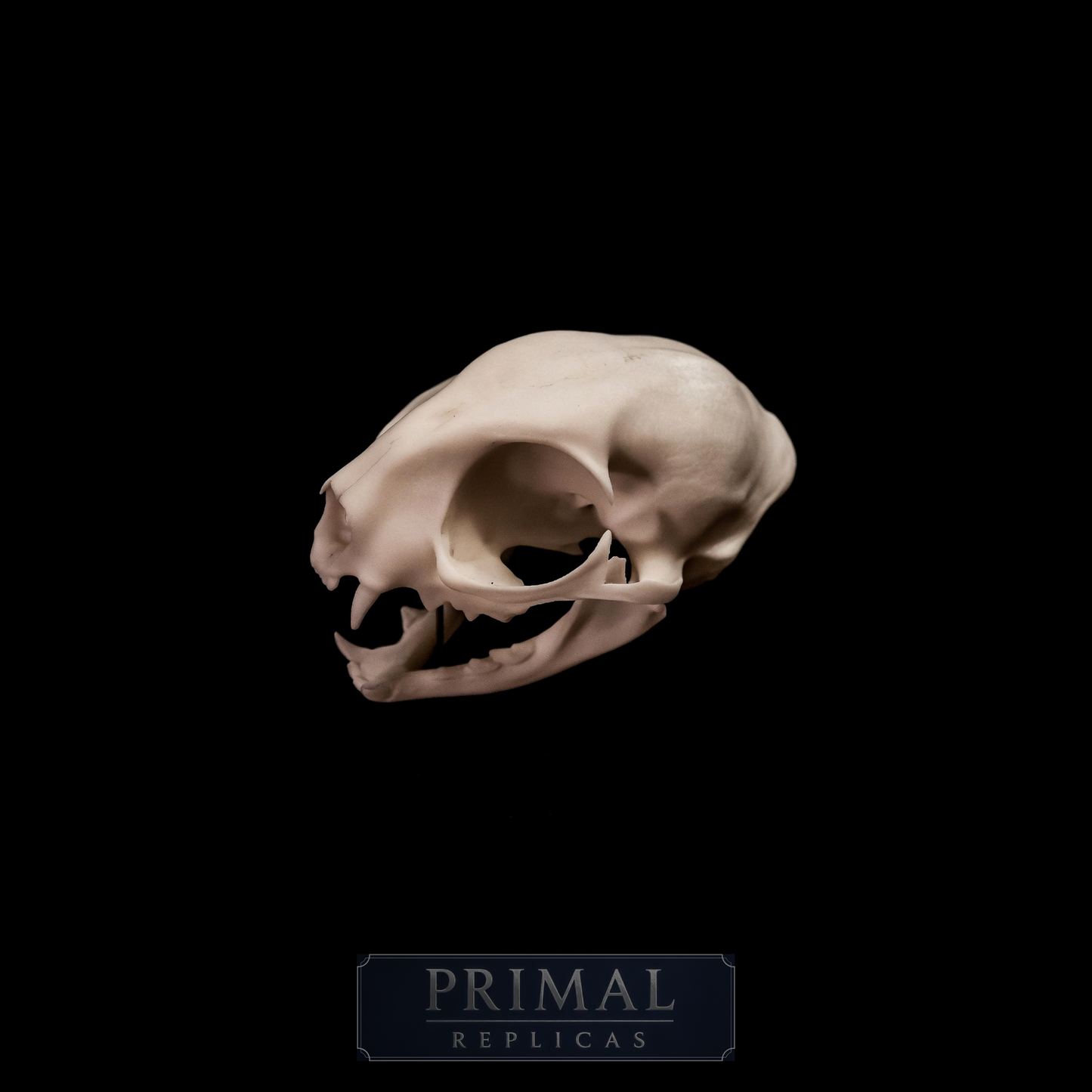 Domestic Cat Skull Replica – Life-Sized Display Piece