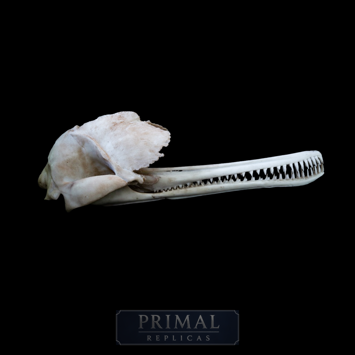 Ganges River Dolphin Skull Replica – Life-Sized Display Piece