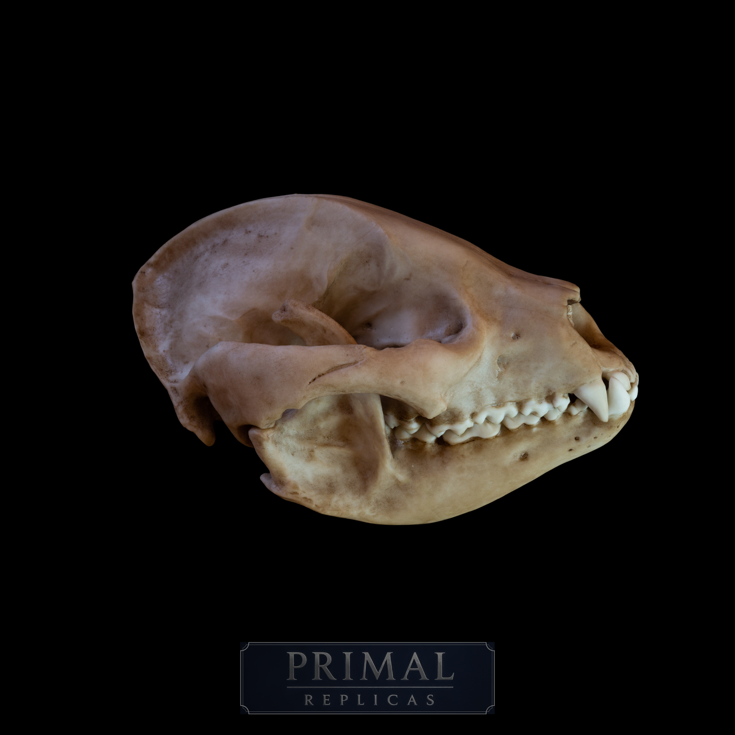 Giant Panda Skull Replica – Large Display Piece