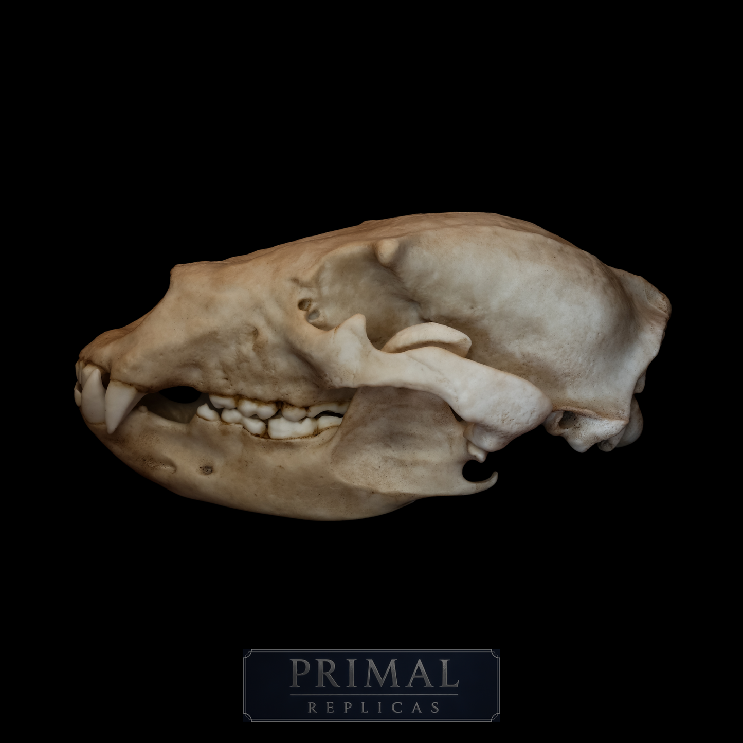 Grizzly Bear Skull Replica – Full-Sized Display Piece