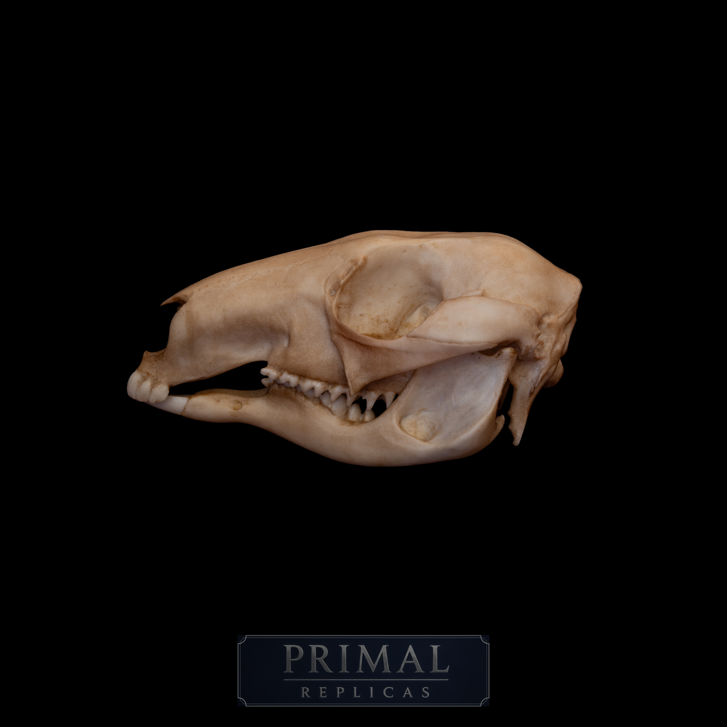 Kangaroo Skull Replica – Australian Wildlife Display Piece