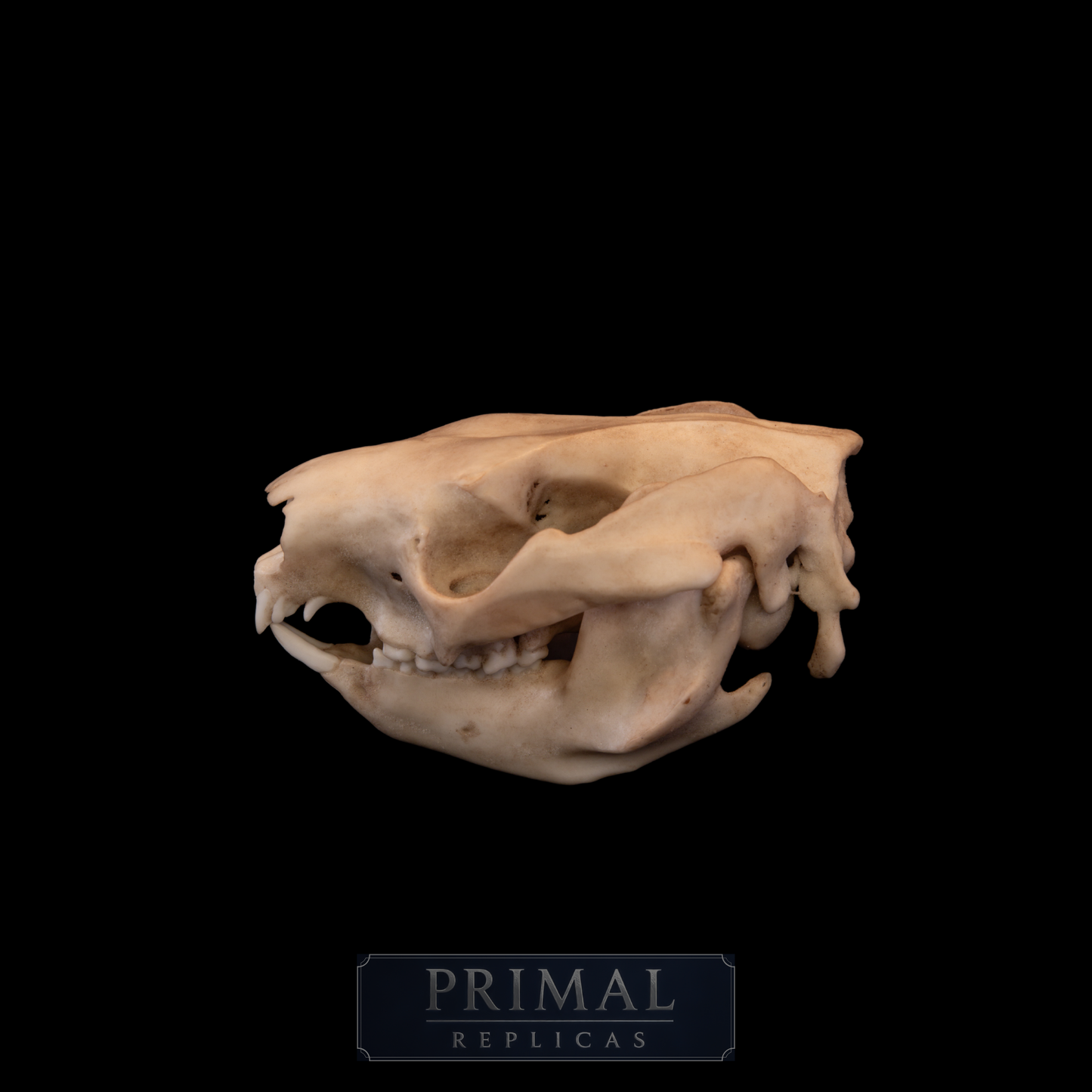 Koala Skull Replica – Australian Wildlife Display Piece