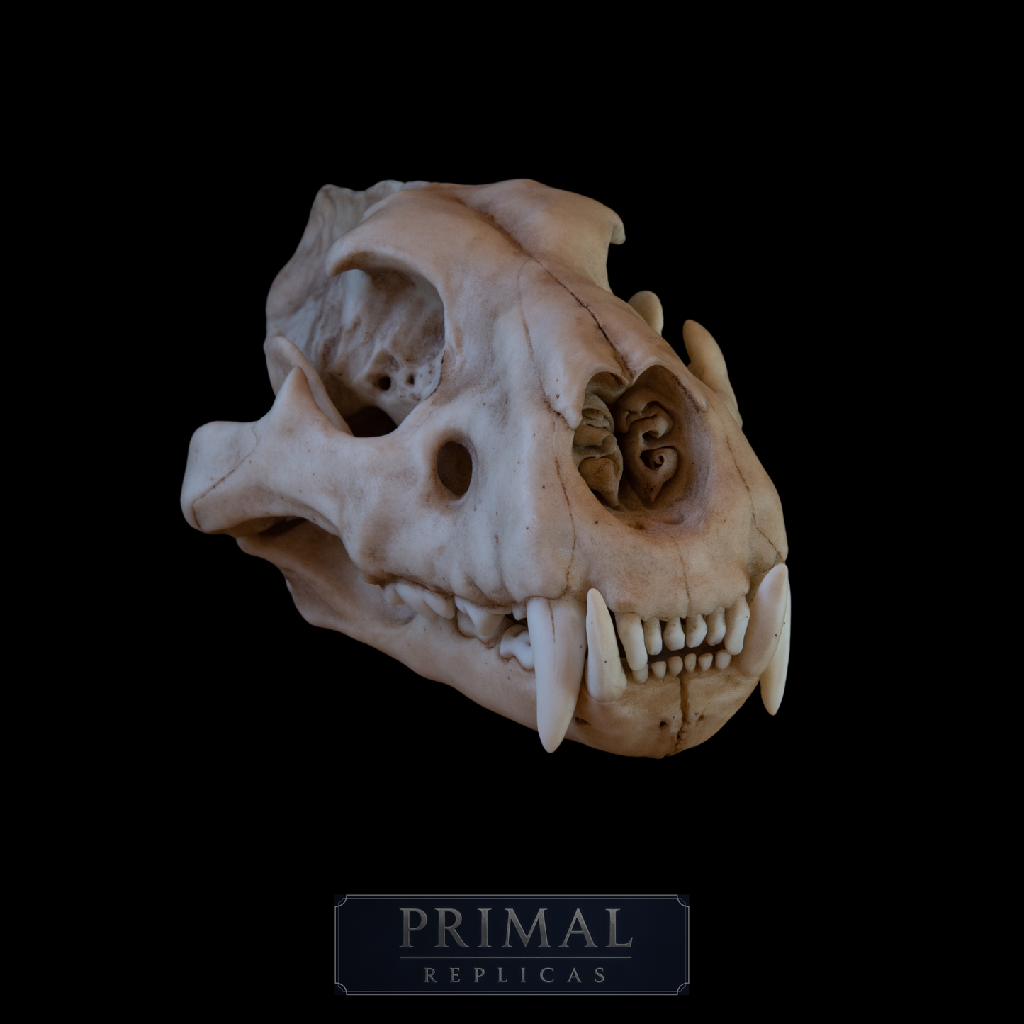 Juvenile Lion Skull Replica – Life-Sized Display Piece