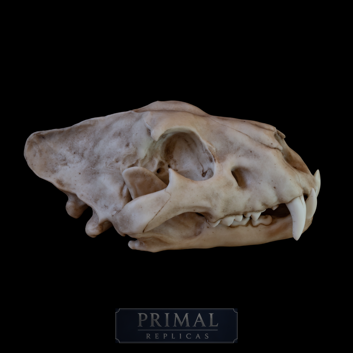 Juvenile Lion Skull Replica – Life-Sized Display Piece