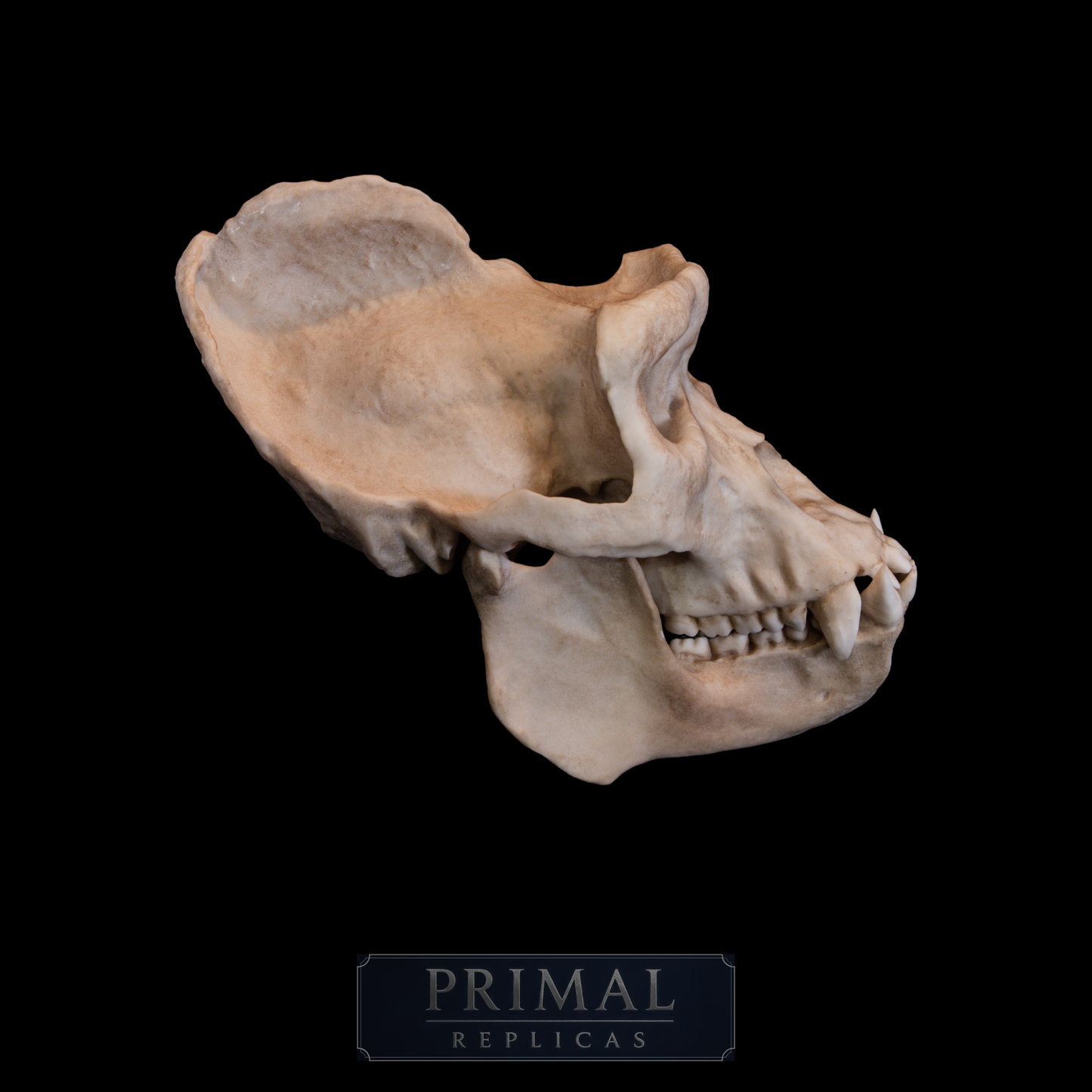 Male Gorilla Skull Replica – Large Life-Sized Display Piece