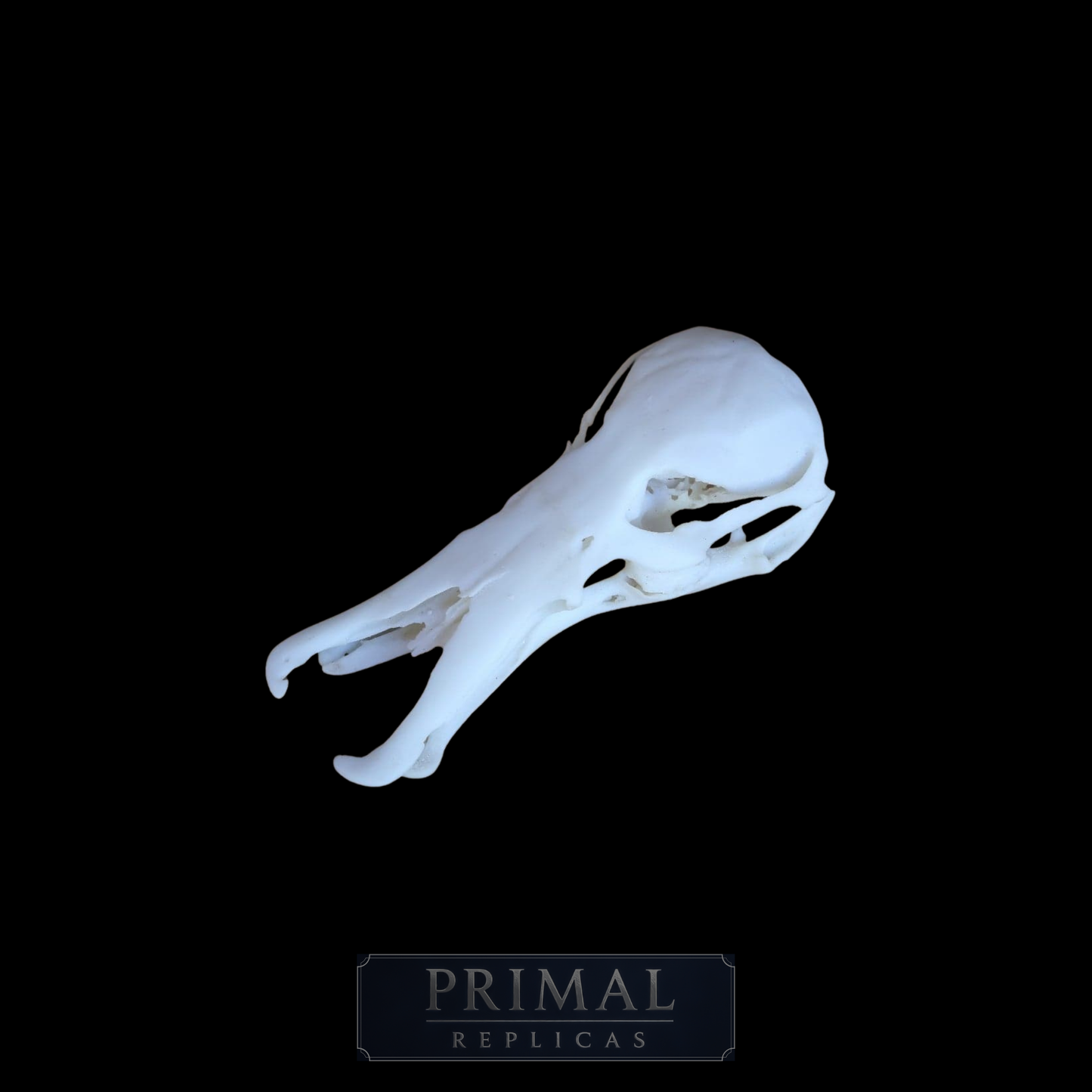 Platypus Skull Replica – Life-Sized Display Piece