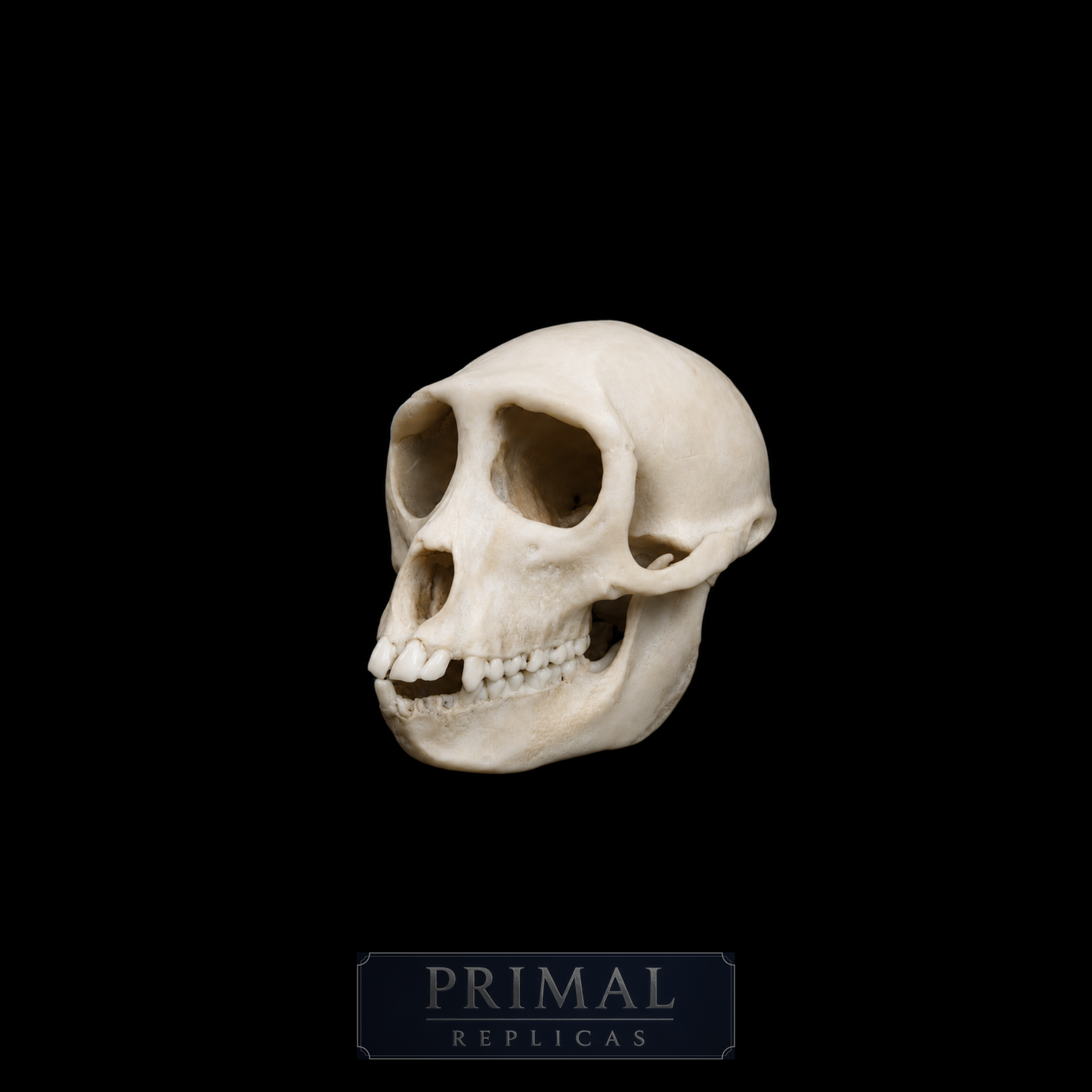 Rhesus Monkey Skull Replica – Life-Sized Display Piece
