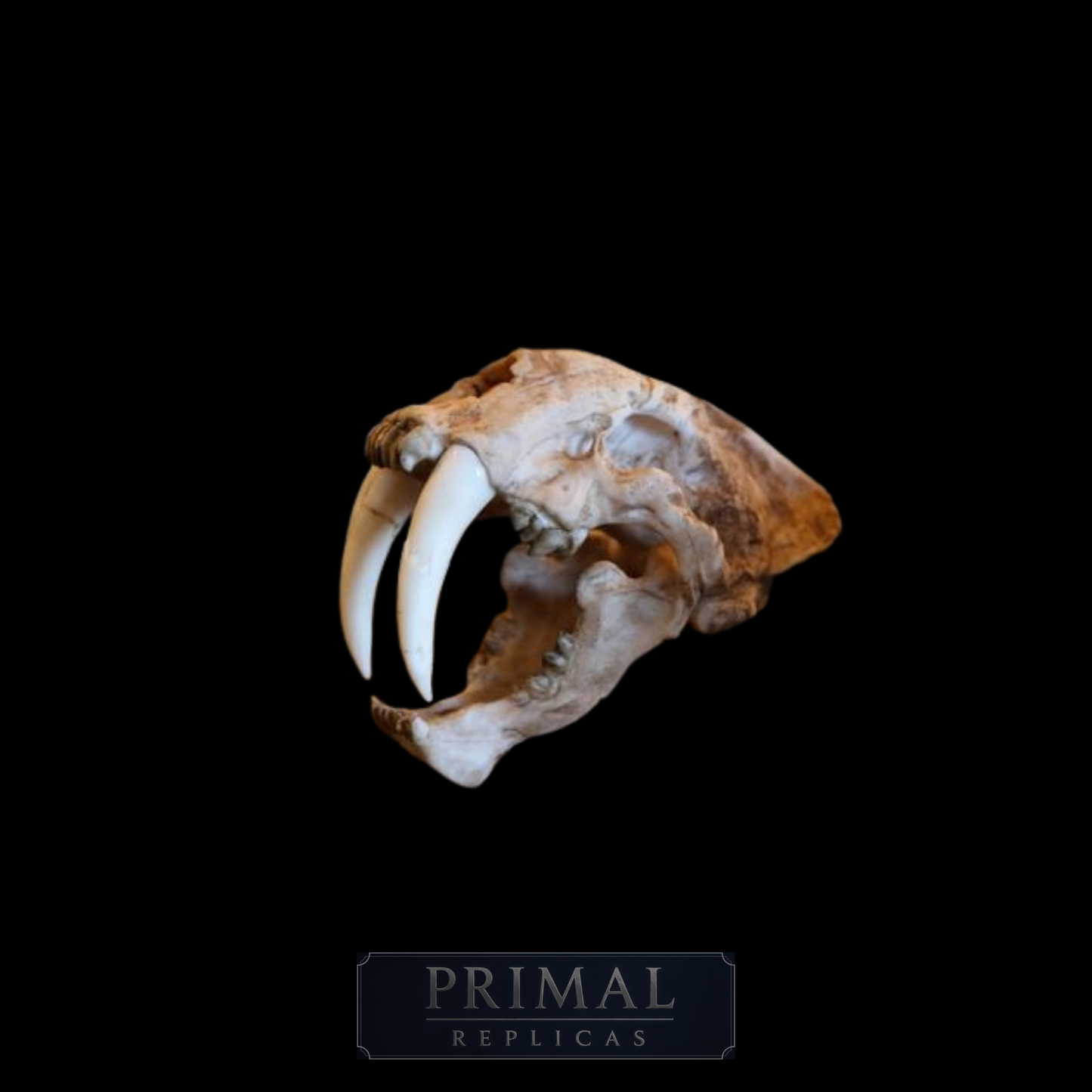 Saber-Toothed Tiger Skull Replica – Smilodon Display Piece