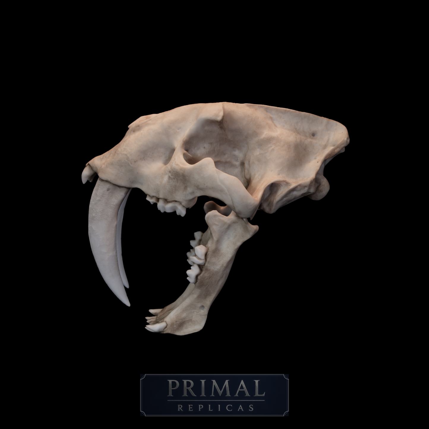 Sabertooth Cat Skull Replica (Natural Stain) with Display Base – Large Full-Sized