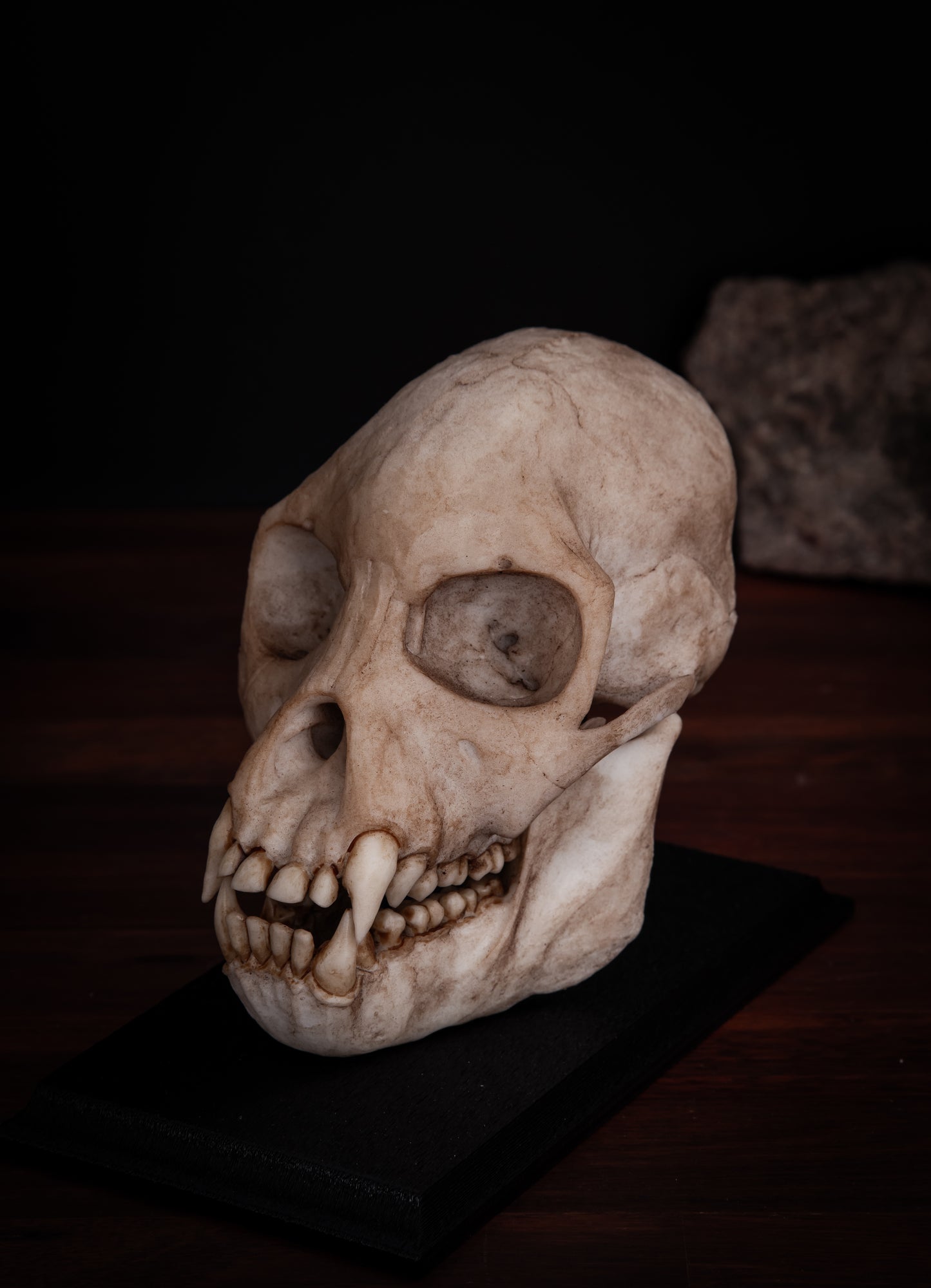 Proconsul africanus Skull Replica – Life-Sized Early Primate Fossil