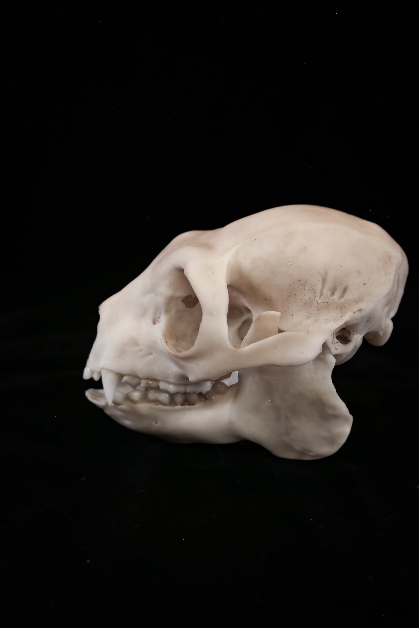 Sifaka Lemur Skull Replica – Life-Sized Museum Quality Primate Skull